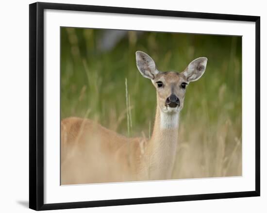 Whitetail Deer (Odocoileus Virginianus) Doe, Stillwater County, Montana, USA-James Hager-Framed Photographic Print