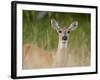 Whitetail Deer (Odocoileus Virginianus) Doe, Stillwater County, Montana, USA-James Hager-Framed Photographic Print