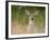 Whitetail Deer (Odocoileus Virginianus) Doe, Stillwater County, Montana, USA-James Hager-Framed Photographic Print