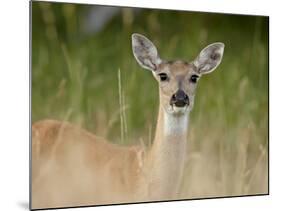Whitetail Deer (Odocoileus Virginianus) Doe, Stillwater County, Montana, USA-James Hager-Mounted Photographic Print