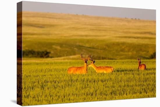 Whitetail Deer Wildlife in Wheat Field Near Glasgow, Montana, USA-Chuck Haney-Stretched Canvas