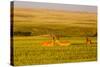 Whitetail Deer Wildlife in Wheat Field Near Glasgow, Montana, USA-Chuck Haney-Stretched Canvas