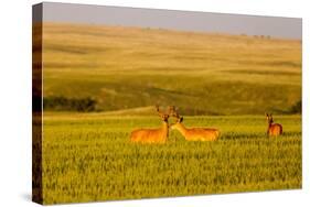 Whitetail Deer Wildlife in Wheat Field Near Glasgow, Montana, USA-Chuck Haney-Stretched Canvas