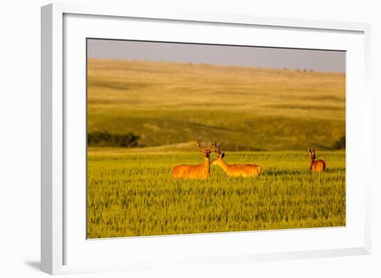 Whitetail Deer Wildlife in Wheat Field Near Glasgow, Montana, USA-Chuck Haney-Framed Photographic Print