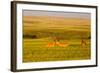 Whitetail Deer Wildlife in Wheat Field Near Glasgow, Montana, USA-Chuck Haney-Framed Photographic Print