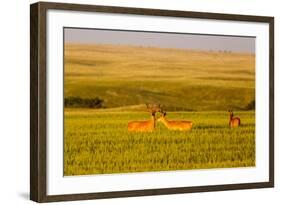 Whitetail Deer Wildlife in Wheat Field Near Glasgow, Montana, USA-Chuck Haney-Framed Photographic Print