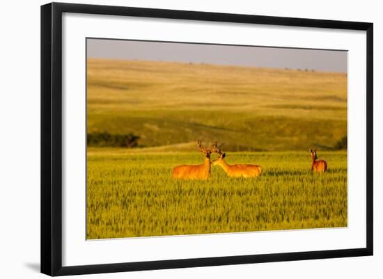 Whitetail Deer Wildlife in Wheat Field Near Glasgow, Montana, USA-Chuck Haney-Framed Photographic Print