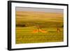Whitetail Deer Wildlife in Wheat Field Near Glasgow, Montana, USA-Chuck Haney-Framed Photographic Print