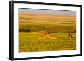 Whitetail Deer Wildlife in Wheat Field Near Glasgow, Montana, USA-Chuck Haney-Framed Photographic Print