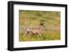 Whitetail deer with velvet antlers in Theodore Roosevelt National Park, North Dakota, USA-Chuck Haney-Framed Photographic Print