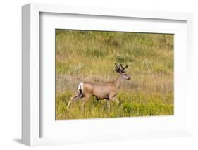 Whitetail deer with velvet antlers in Theodore Roosevelt National Park, North Dakota, USA-Chuck Haney-Framed Photographic Print