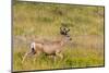 Whitetail deer with velvet antlers in Theodore Roosevelt National Park, North Dakota, USA-Chuck Haney-Mounted Photographic Print