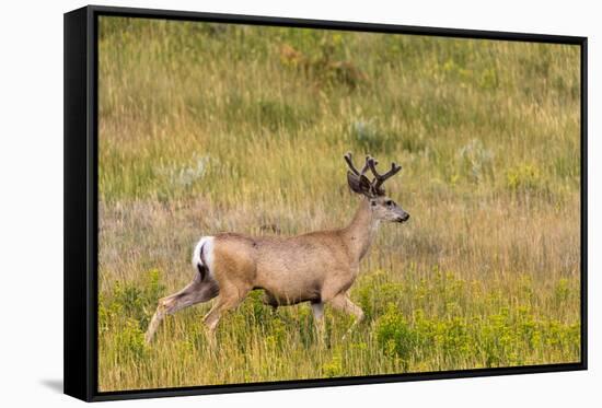 Whitetail deer with velvet antlers in Theodore Roosevelt National Park, North Dakota, USA-Chuck Haney-Framed Stretched Canvas