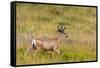 Whitetail deer with velvet antlers in Theodore Roosevelt National Park, North Dakota, USA-Chuck Haney-Framed Stretched Canvas