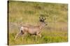 Whitetail deer with velvet antlers in Theodore Roosevelt National Park, North Dakota, USA-Chuck Haney-Stretched Canvas