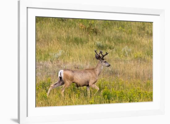 Whitetail deer with velvet antlers in Theodore Roosevelt National Park, North Dakota, USA-Chuck Haney-Framed Photographic Print