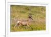 Whitetail deer with velvet antlers in Theodore Roosevelt National Park, North Dakota, USA-Chuck Haney-Framed Photographic Print