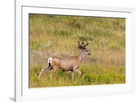 Whitetail deer with velvet antlers in Theodore Roosevelt National Park, North Dakota, USA-Chuck Haney-Framed Photographic Print