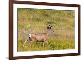 Whitetail deer with velvet antlers in Theodore Roosevelt National Park, North Dakota, USA-Chuck Haney-Framed Photographic Print