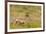 Whitetail deer with velvet antlers in Theodore Roosevelt National Park, North Dakota, USA-Chuck Haney-Framed Photographic Print