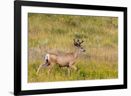 Whitetail deer with velvet antlers in Theodore Roosevelt National Park, North Dakota, USA-Chuck Haney-Framed Photographic Print