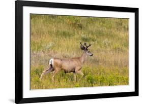 Whitetail deer with velvet antlers in Theodore Roosevelt National Park, North Dakota, USA-Chuck Haney-Framed Photographic Print