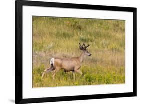 Whitetail deer with velvet antlers in Theodore Roosevelt National Park, North Dakota, USA-Chuck Haney-Framed Photographic Print