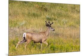 Whitetail deer with velvet antlers in Theodore Roosevelt National Park, North Dakota, USA-Chuck Haney-Mounted Photographic Print