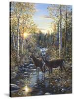 Whitetail Deer-Jeff Tift-Stretched Canvas