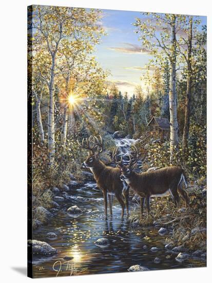 Whitetail Deer-Jeff Tift-Stretched Canvas