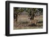 Whitetail deer-Michael Scheufler-Framed Photographic Print