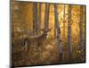 Whitetail in Aspens-Greg Alexander-Mounted Art Print