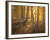 Whitetail in Aspens-Greg Alexander-Framed Art Print