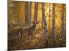 Whitetail in Aspens-Greg Alexander-Mounted Art Print