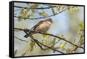 Whitethroat male perched on Willow branch in spring, Wiltshire, England, UK-David Kjaer-Framed Stretched Canvas