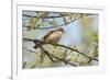 Whitethroat male perched on Willow branch in spring, Wiltshire, England, UK-David Kjaer-Framed Photographic Print