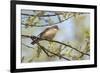 Whitethroat male perched on Willow branch in spring, Wiltshire, England, UK-David Kjaer-Framed Photographic Print