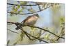 Whitethroat male perched on Willow branch in spring, Wiltshire, England, UK-David Kjaer-Mounted Photographic Print