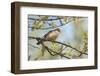 Whitethroat male perched on Willow branch in spring, Wiltshire, England, UK-David Kjaer-Framed Photographic Print