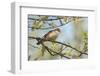 Whitethroat male perched on Willow branch in spring, Wiltshire, England, UK-David Kjaer-Framed Photographic Print