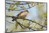 Whitethroat male perched on Willow branch in spring, Wiltshire, England, UK-David Kjaer-Mounted Photographic Print