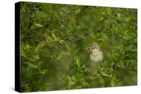 Whitethroat (Sylvia Communis) Adult Perched in Blackthorn Hedgerow with Insect, Cambridgeshire, UK-Andrew Parkinson-Stretched Canvas