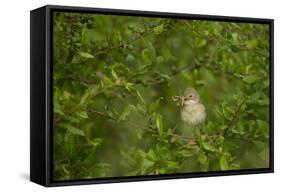 Whitethroat (Sylvia Communis) Adult Perched in Blackthorn Hedgerow with Insect, Cambridgeshire, UK-Andrew Parkinson-Framed Stretched Canvas