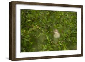 Whitethroat (Sylvia Communis) Adult Perched in Blackthorn Hedgerow with Insect, Cambridgeshire, UK-Andrew Parkinson-Framed Photographic Print