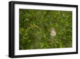 Whitethroat (Sylvia Communis) Adult Perched in Blackthorn Hedgerow with Insect, Cambridgeshire, UK-Andrew Parkinson-Framed Photographic Print