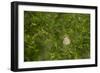 Whitethroat (Sylvia Communis) Adult Perched in Blackthorn Hedgerow with Insect, Cambridgeshire, UK-Andrew Parkinson-Framed Photographic Print