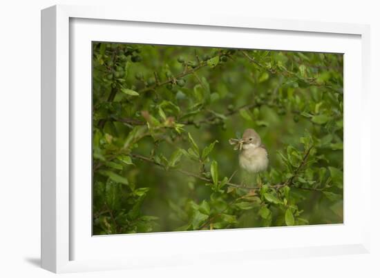 Whitethroat (Sylvia Communis) Adult Perched in Blackthorn Hedgerow with Insect, Cambridgeshire, UK-Andrew Parkinson-Framed Photographic Print