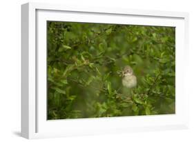 Whitethroat (Sylvia Communis) Adult Perched in Blackthorn Hedgerow with Insect, Cambridgeshire, UK-Andrew Parkinson-Framed Photographic Print