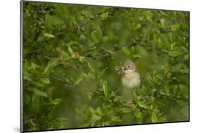 Whitethroat (Sylvia Communis) Adult Perched in Blackthorn Hedgerow with Insect, Cambridgeshire, UK-Andrew Parkinson-Mounted Photographic Print