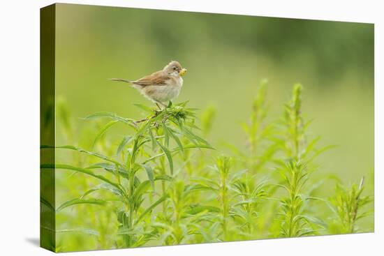 Whitethroat (Sylvia Communis) with Insect Prey, Perched on Rosebay Willowherb, Scotland, UK-Fergus Gill-Stretched Canvas